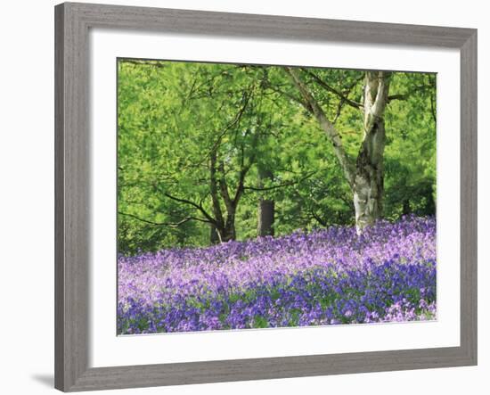 Bluebells in Woods, Springtime-Jon Arnold-Framed Photographic Print