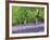 Bluebells in Woods, Springtime-Jon Arnold-Framed Photographic Print