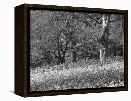 Bluebells in Woods, Springtime-Jon Arnold-Framed Premier Image Canvas