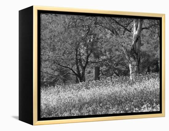 Bluebells in Woods, Springtime-Jon Arnold-Framed Premier Image Canvas