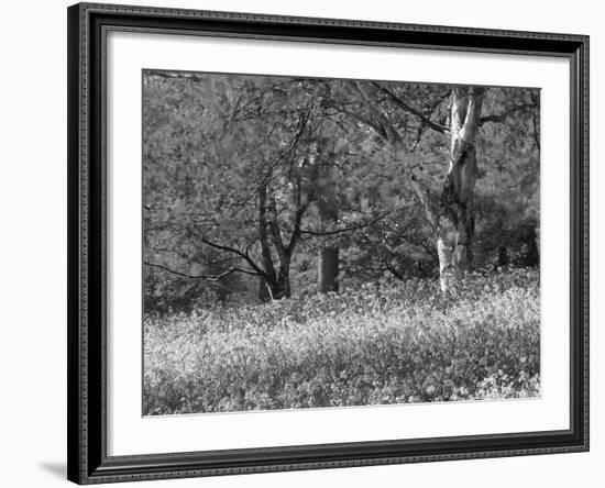 Bluebells in Woods, Springtime-Jon Arnold-Framed Photographic Print