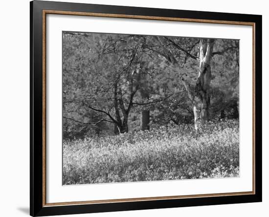 Bluebells in Woods, Springtime-Jon Arnold-Framed Photographic Print