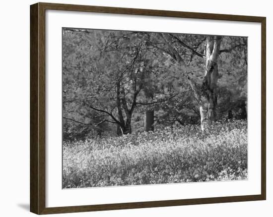 Bluebells in Woods, Springtime-Jon Arnold-Framed Photographic Print