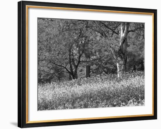 Bluebells in Woods, Springtime-Jon Arnold-Framed Photographic Print