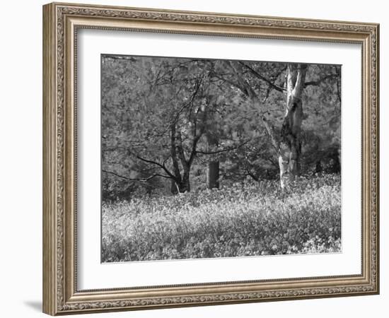 Bluebells in Woods, Springtime-Jon Arnold-Framed Photographic Print