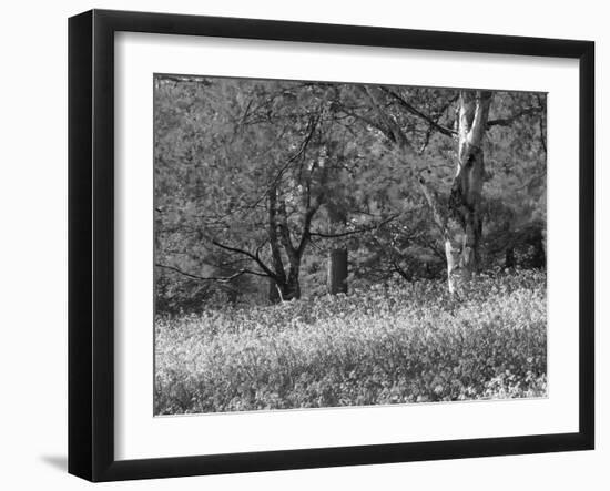 Bluebells in Woods, Springtime-Jon Arnold-Framed Photographic Print