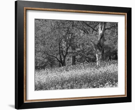 Bluebells in Woods, Springtime-Jon Arnold-Framed Photographic Print