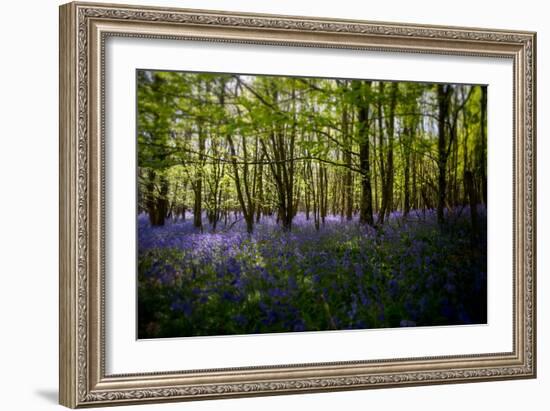 Bluebells in Woods-Rory Garforth-Framed Photographic Print