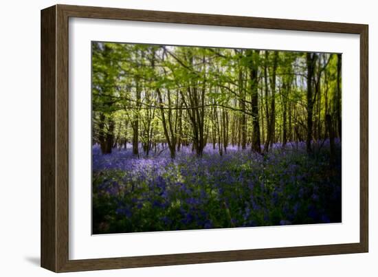 Bluebells in Woods-Rory Garforth-Framed Photographic Print