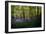 Bluebells in Woods-Rory Garforth-Framed Photographic Print