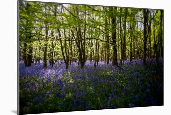 Bluebells in Woods-Rory Garforth-Mounted Photographic Print