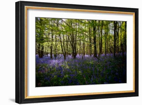 Bluebells in Woods-Rory Garforth-Framed Photographic Print