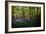 Bluebells in Woods-Rory Garforth-Framed Photographic Print