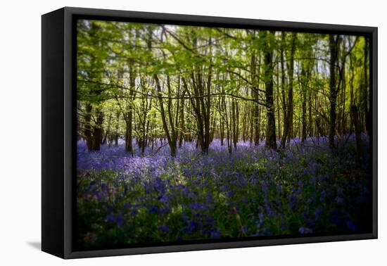 Bluebells in Woods-Rory Garforth-Framed Premier Image Canvas