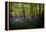 Bluebells in Woods-Rory Garforth-Framed Premier Image Canvas