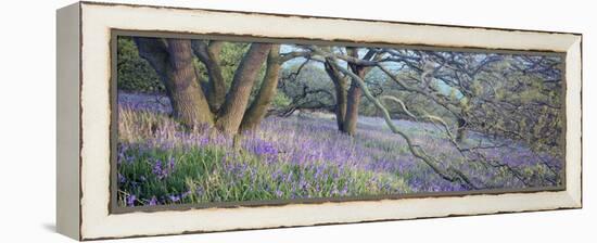 Bluebells N Yorkshire England-null-Framed Stretched Canvas