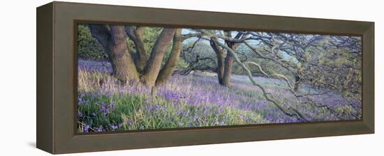 Bluebells N Yorkshire England-null-Framed Stretched Canvas