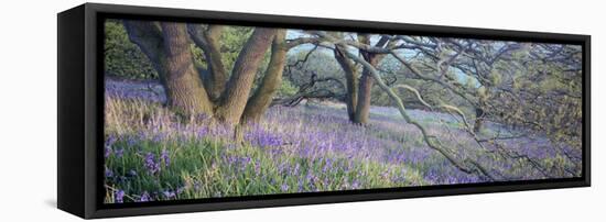 Bluebells N Yorkshire England-null-Framed Stretched Canvas