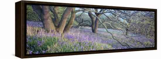 Bluebells N Yorkshire England-null-Framed Stretched Canvas