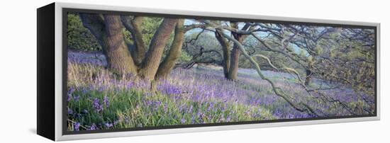 Bluebells N Yorkshire England-null-Framed Stretched Canvas