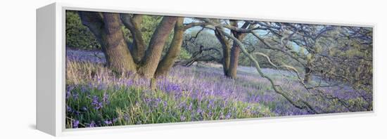 Bluebells N Yorkshire England-null-Framed Stretched Canvas