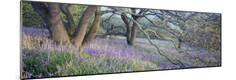 Premium Photographic Print