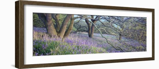 Bluebells N Yorkshire England-null-Framed Photographic Print