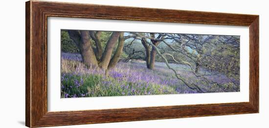 Bluebells N Yorkshire England-null-Framed Photographic Print