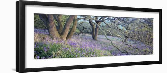 Bluebells N Yorkshire England-null-Framed Photographic Print