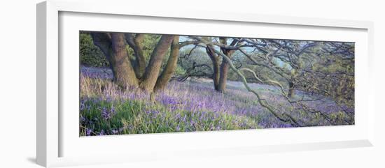 Bluebells N Yorkshire England-null-Framed Photographic Print