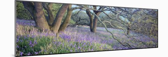 Bluebells N Yorkshire England-null-Mounted Photographic Print