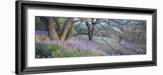 Bluebells N Yorkshire England-null-Framed Photographic Print