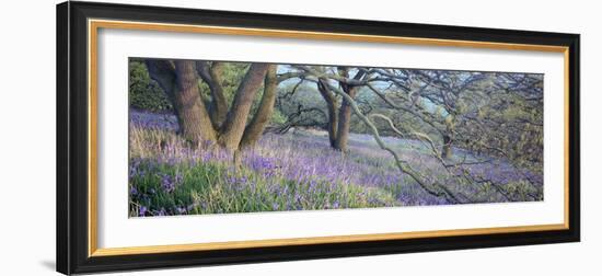 Bluebells N Yorkshire England-null-Framed Photographic Print