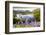 Bluebells on Loughrigg terrace, Lake District, UK.-Ashley Cooper-Framed Photographic Print