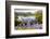 Bluebells on Loughrigg terrace, Lake District, UK.-Ashley Cooper-Framed Photographic Print