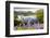 Bluebells on Loughrigg terrace, Lake District, UK.-Ashley Cooper-Framed Photographic Print