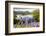 Bluebells on Loughrigg terrace, Lake District, UK.-Ashley Cooper-Framed Photographic Print