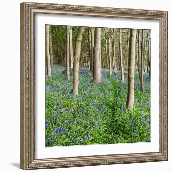 Bluebells, Riffa Wood, Near Harrogate, Yorkshire, England, United Kingdom, Europe-Bill Ward-Framed Photographic Print