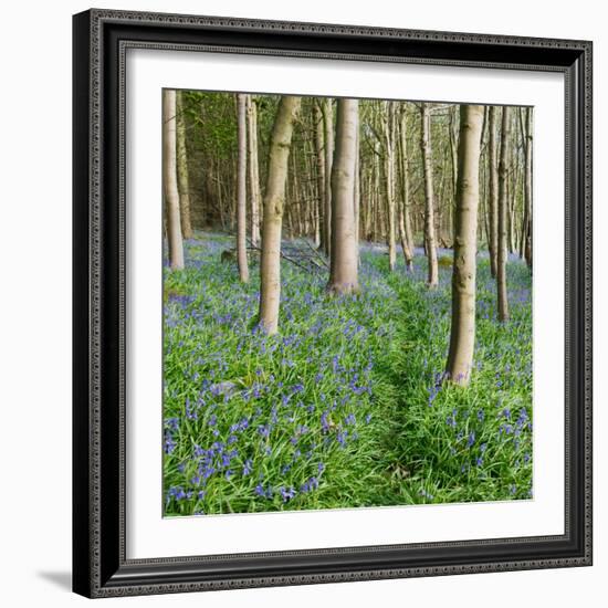 Bluebells, Riffa Wood, Near Harrogate, Yorkshire, England, United Kingdom, Europe-Bill Ward-Framed Photographic Print