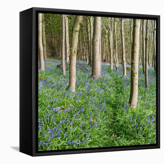 Bluebells, Riffa Wood, Near Harrogate, Yorkshire, England, United Kingdom, Europe-Bill Ward-Framed Premier Image Canvas