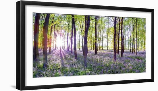 Bluebells & Sunrise-Assaf Frank-Framed Giclee Print