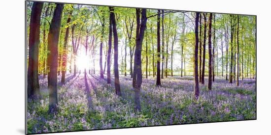 Bluebells & Sunrise-Assaf Frank-Mounted Giclee Print