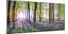 Bluebells & Sunrise-Assaf Frank-Mounted Giclee Print