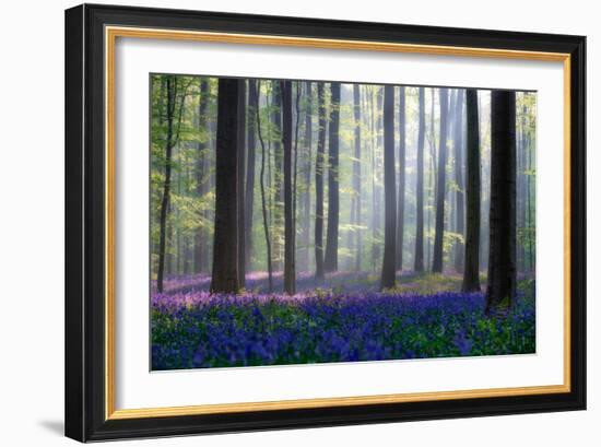 Bluebells-Adrian Popan-Framed Art Print