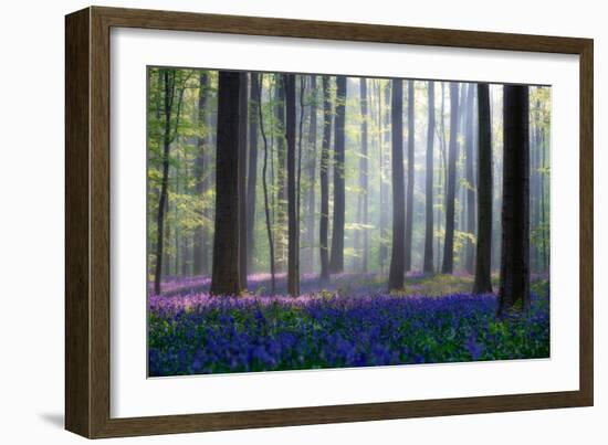 Bluebells-Adrian Popan-Framed Art Print