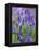 Bluebells-null-Framed Premier Image Canvas