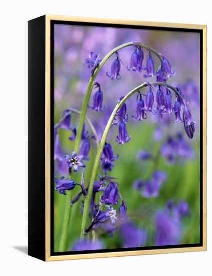 Bluebells-null-Framed Premier Image Canvas