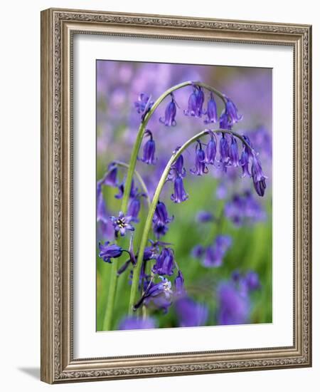 Bluebells-null-Framed Photographic Print