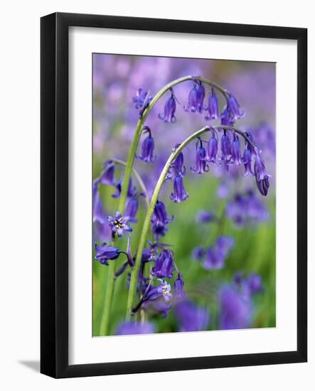 Bluebells-null-Framed Photographic Print