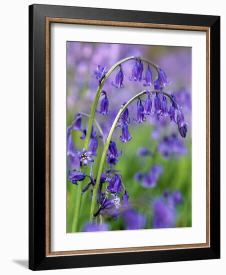 Bluebells-null-Framed Photographic Print